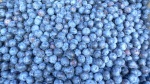 Blueberries CU 041